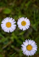 Nature Plant Flower