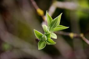Bud Leaf Plant