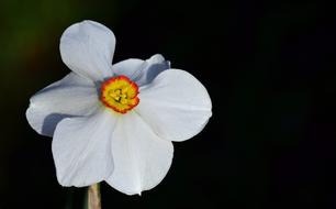 Narcissus White Blossom