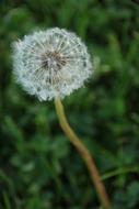 Dandelion Nature Plant