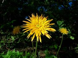 Nature Flora Summer