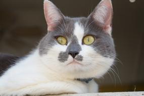 Beautiful white gray cat