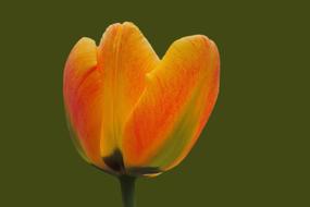 Flower Nature Plant