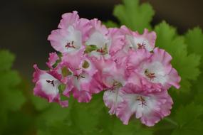 Flower Home Bloom
