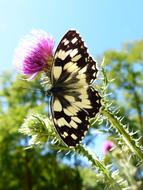 Nature Butterfly Day Insect At The