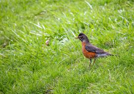Nature Grass Bird
