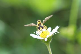 Hover Fly Flower Insect Close up