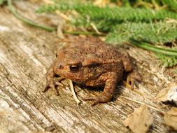Nature Animals Amphibians