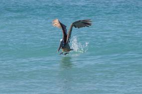 Nature Birds Pelikan The Tedious