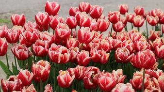 Tulip Flower Nature