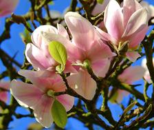 sakura is a perennial tree
