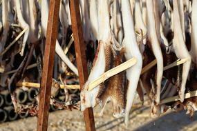 dangling fish jerky