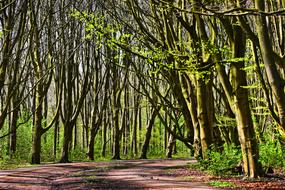 Forest Tree Lane Lined