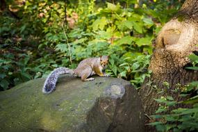 Squirrel Stone Rock New
