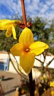 Nature Flower Plant