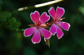 Geranium French Flower