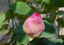 Leaf Flower Plant