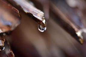 Raindrops Droplet Sago Roof Water