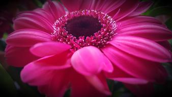 Flower Nature Plant