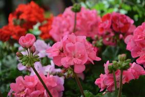 grandmas flowers