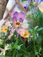 flowers that were planted