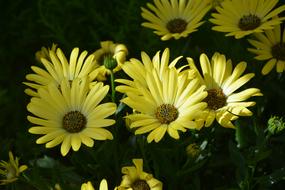 Flower Flowers Osteospermum Yellow