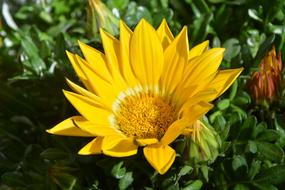 Flower Yellow Petals