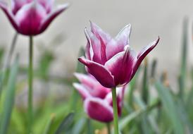 Tulips Flowers Colorful Spring