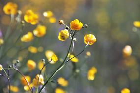 Spring Nature Plant