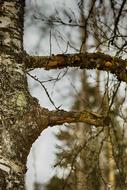 Tree Nature Wood