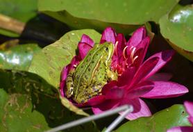 Frog Summer Nature