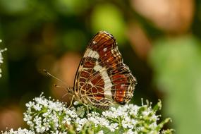Butterfly Blossom Bloom