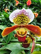 Orchid Nature Plant