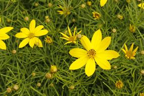 Flower Yellow Blooms At