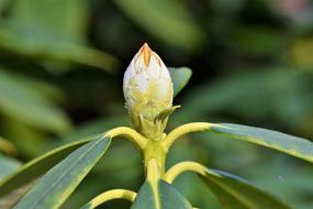 Rhododendron Rhododedron Buds Pink