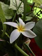 White Flower Petals