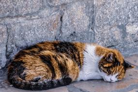 Cat Animal Nature Cute