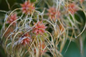 Nature Plant Flower Close