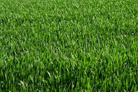 Meadow Field Grass