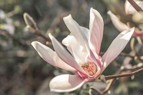 Flower Nature Plant