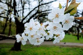 Flower Tree Plant