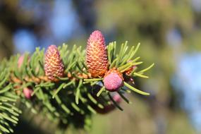 Tree Nature Pine