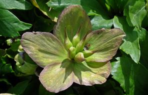 Nature Plant Leaf
