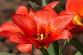 Tulip Plant Flower