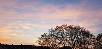 Nature Tree Landscape
