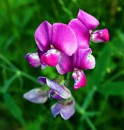 Vetch Blossom Bloom