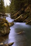 River Landscape Forest