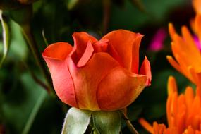 Flower Plant Nature
