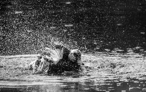 Water Monochrome Nature