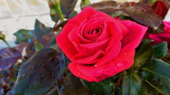 Flower Rosebush Plant